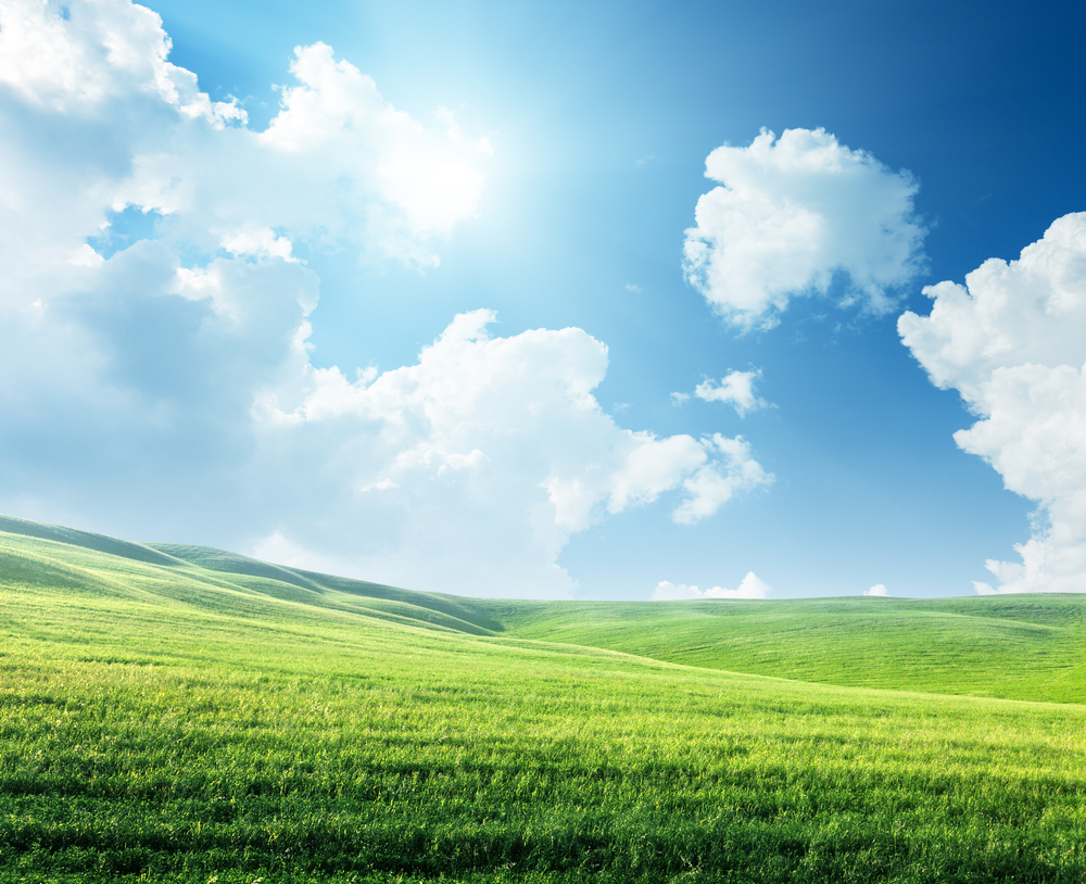 field of spring grass and sunny day